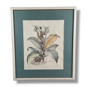 Vintage Botanical Print Hand Colored Lithograph Edizioni Ponte Vecchio Besler